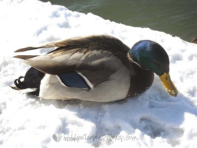 duck at boathouse