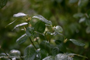 Rainy-day Bushes - aperture f/1.8