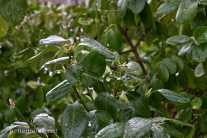 Rainy-day Bushes - aperture f/9.0