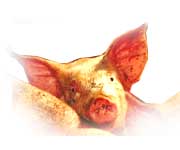 Eastern horoscope - pig