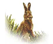 Eastern horoscope - rabbit