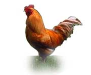 Eastern horoscope - rooster