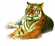 Eastern horoscope - tiger