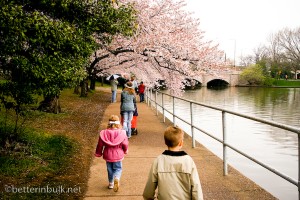 Washington DC Cherry Blossoms