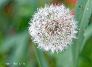 Signs of Spring: Weeds!