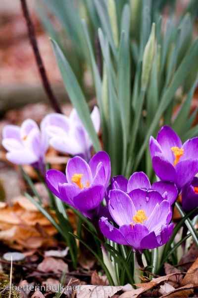 Signs of Spring: Flowers and Color!