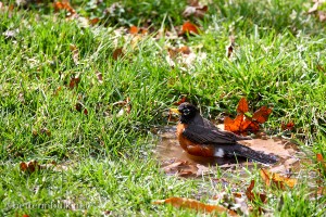 Signs of Spring: Birds