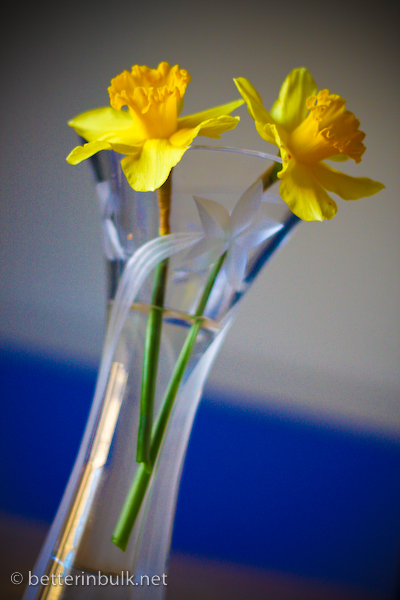 The Neighbor's Daffodils