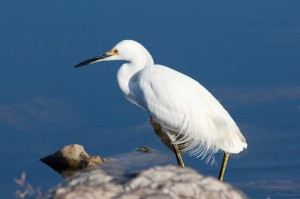 stork