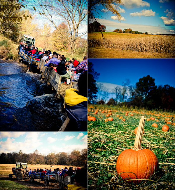 pumpkin_patch