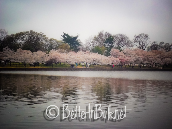 Washington DC Cherry Blossoms