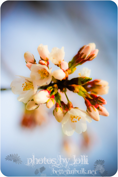 Spring blossoms