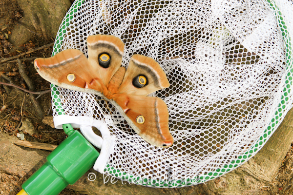 Big huge Maryland moth