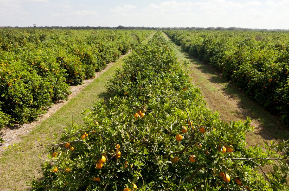 Florida orange grove