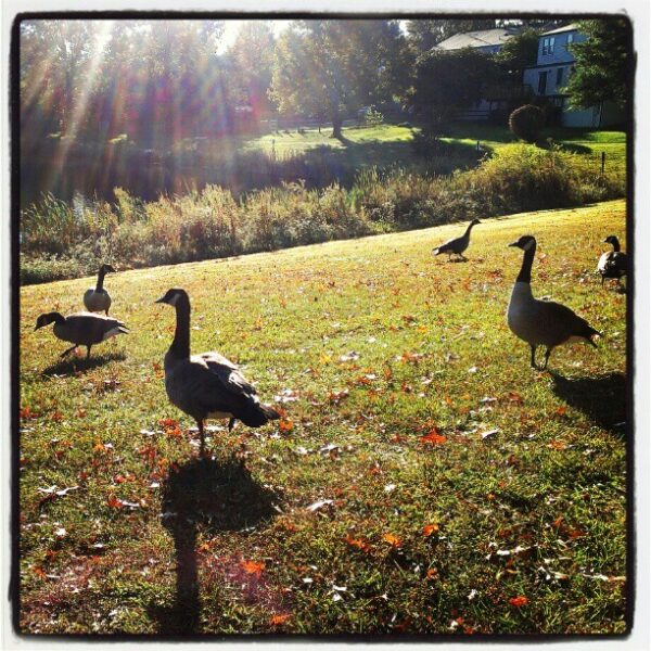 geese in the sun