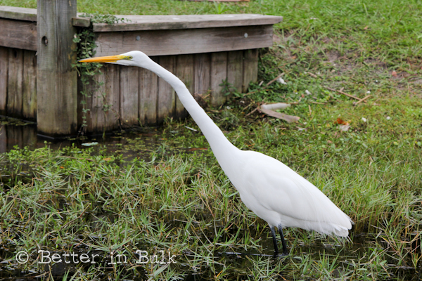 Boggy Creek Airboat rides Kissimmee, Florida