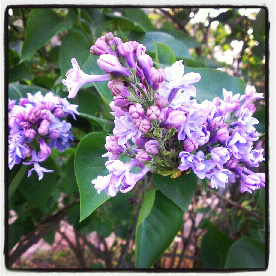 maryland hike in spring - our special place