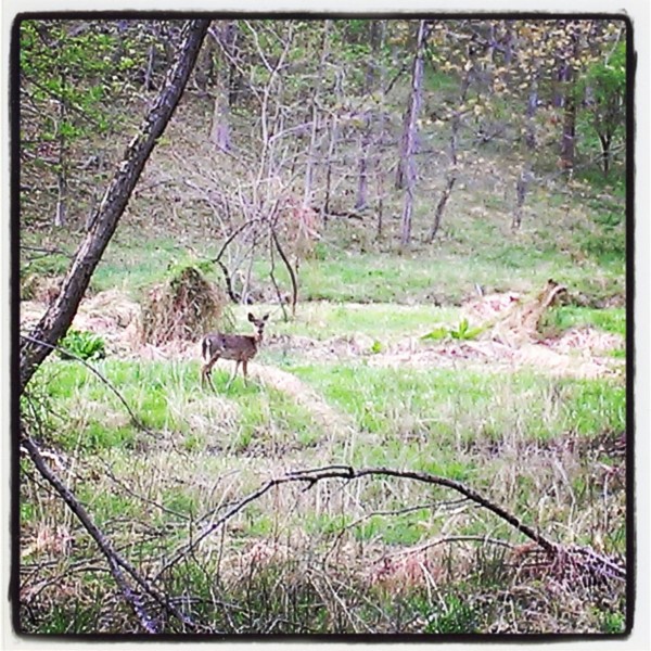 maryland hike in spring - our special place