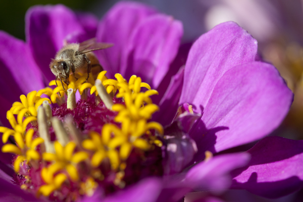 honey bee Wings of life dvd