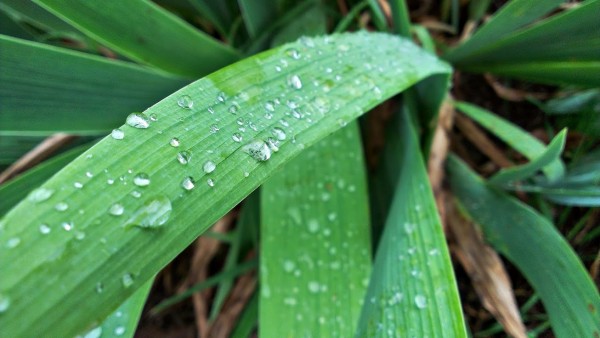 wet grass