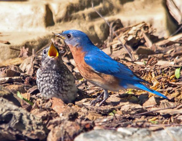 male bluebird feeding young - photo Bob Stapf