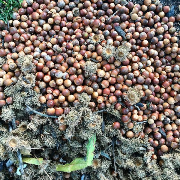 squirrel acorn jackpot