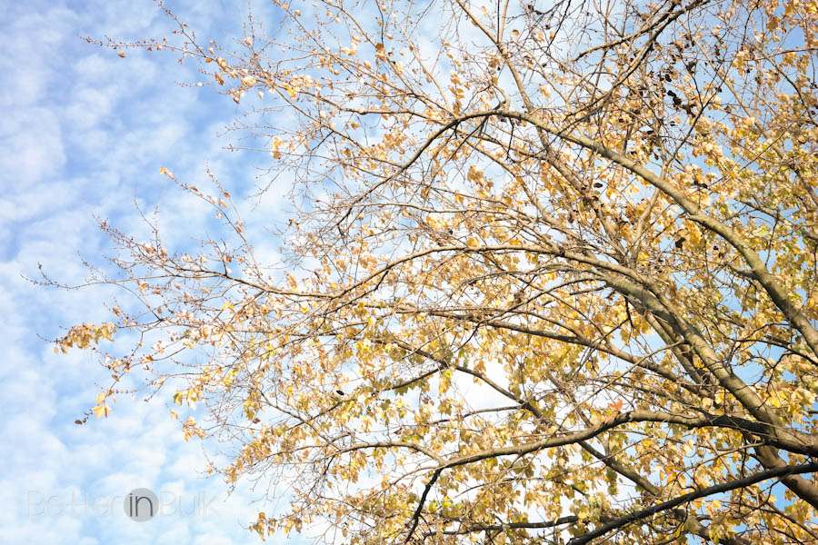 fall walk