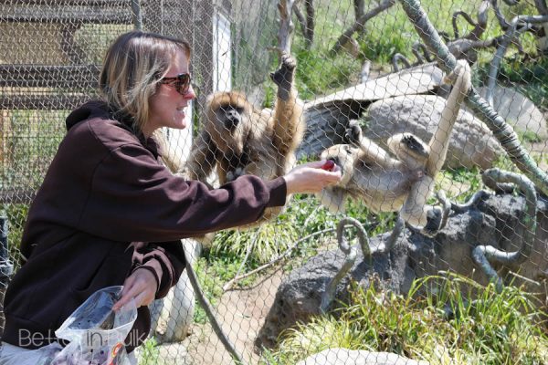 Los Angeles Zoo Monkey Kingdom