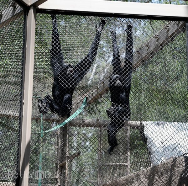 Los Angeles Zoo Monkey Kingdom