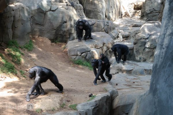 Los Angeles Zoo Monkey Kingdom