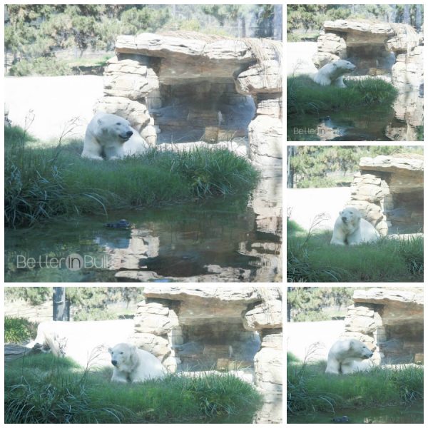 polar bear san diego zoo