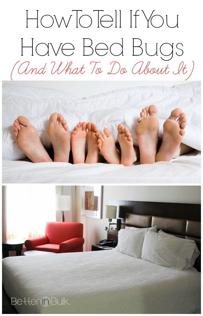 How to tell if you have bed bugs