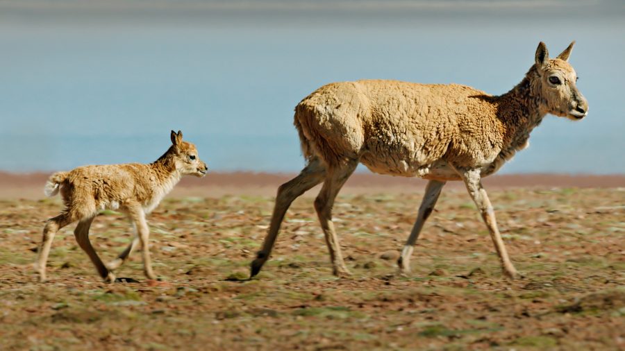 Disneynature "Born in China"