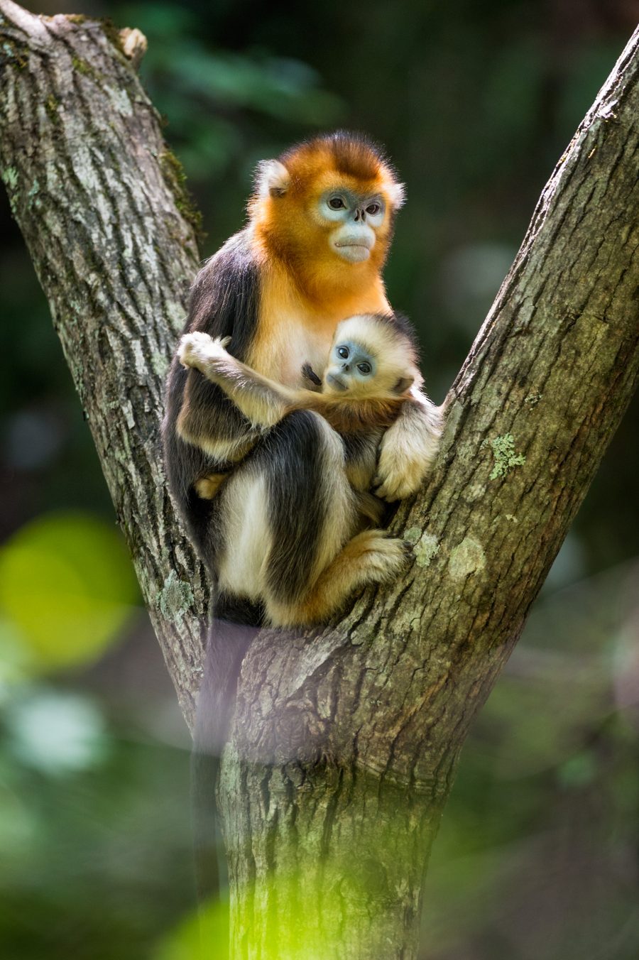 Disneynature "Born in China"