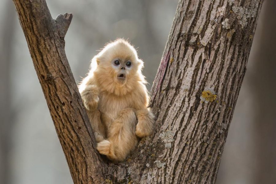 Disneynature "Born in China"