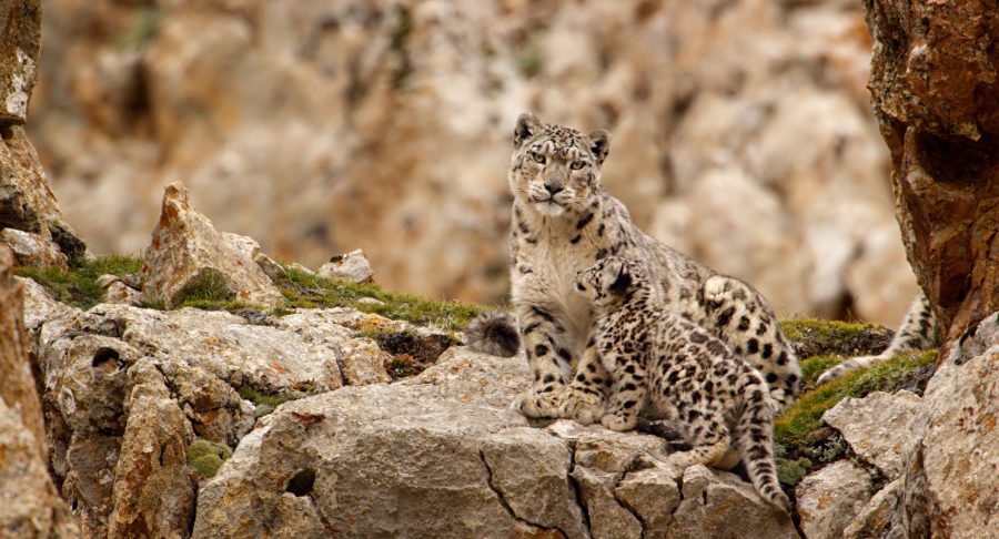 Disneynature "Born in China"