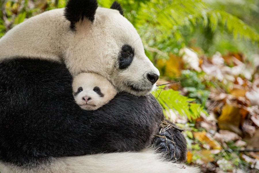 Disneynature "Born in China"