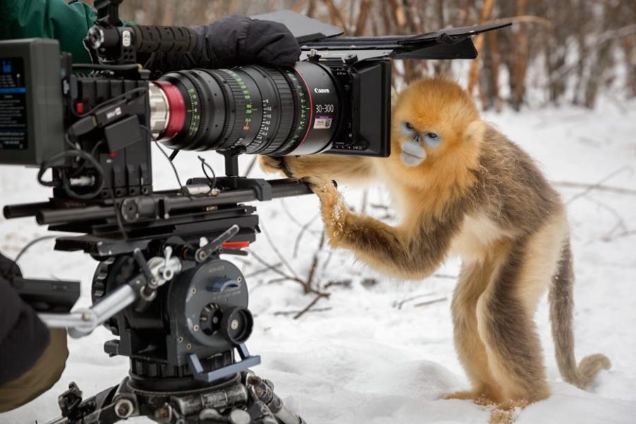 Disneynature "Born in China"