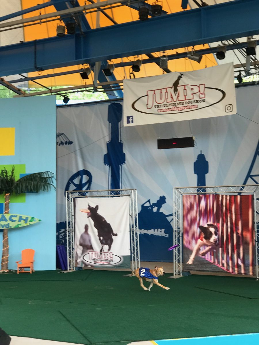 Jump: The Ultimate Dog Show at Kings Dominion