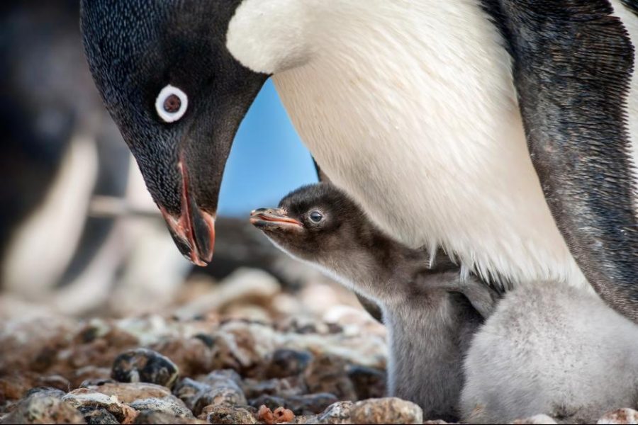 Penguins 