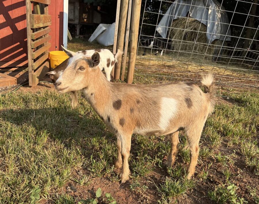 Lollidale Lucerne (Lucy) as a yearling