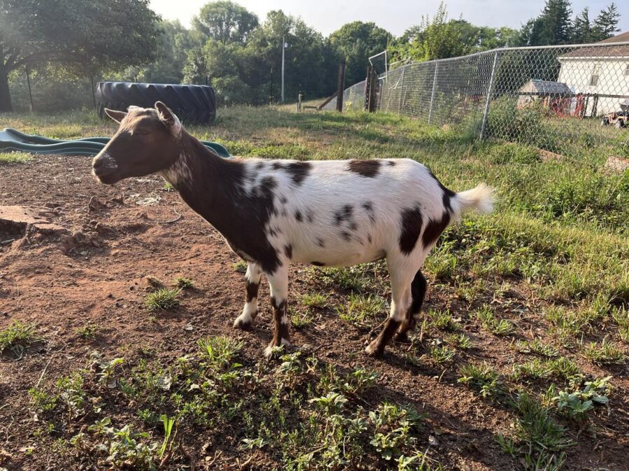 Lollidale Santa Clara (Clara) as a yearling